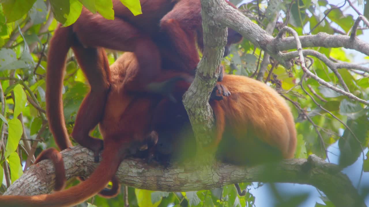 Red Howler Monkeys family grooming each other up in the Rain forest Canopy of Amazon