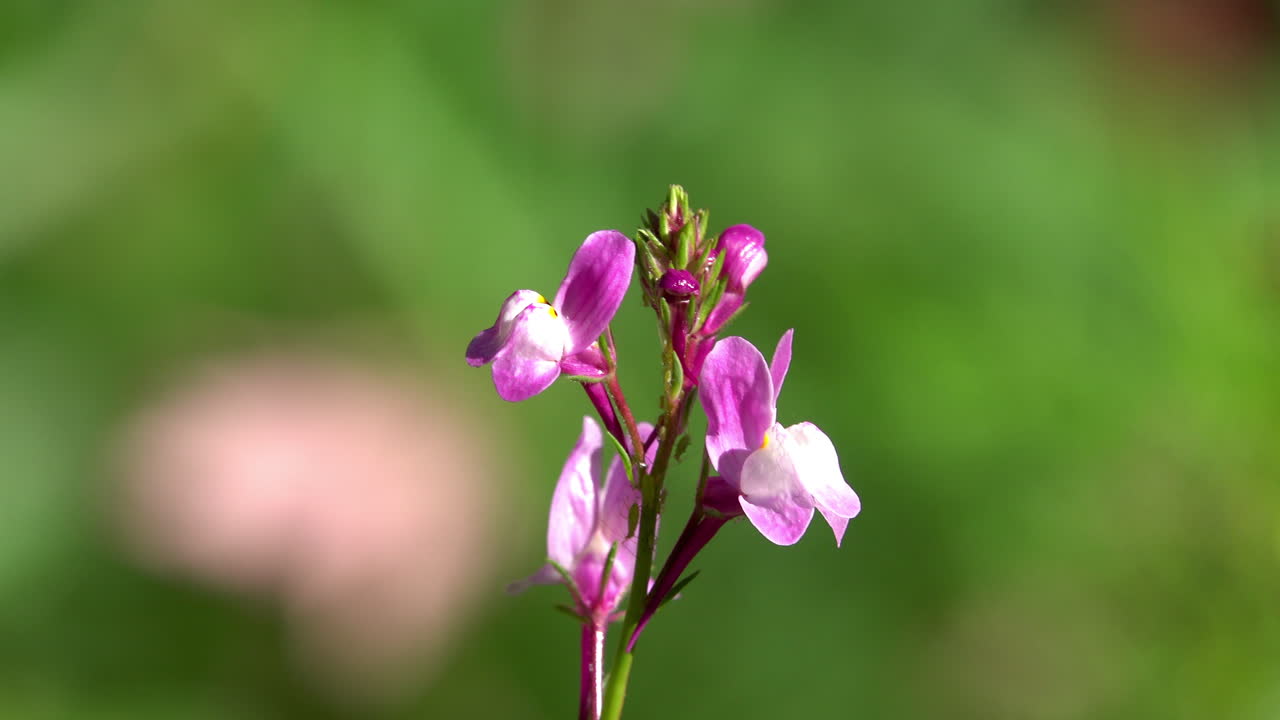 Annual Toadflax (inaria maroccana) with small insects on it