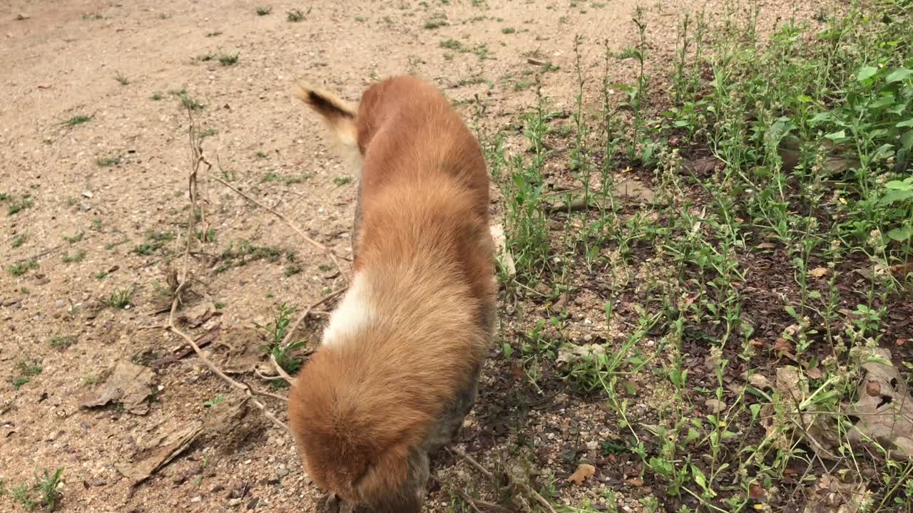 un perro tailandés mayor de 20 años.
