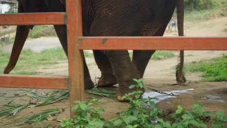 elephant chained to the ground behind a fence