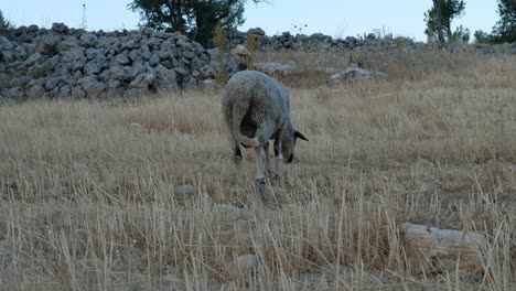 campo de pastoreo de ovejas