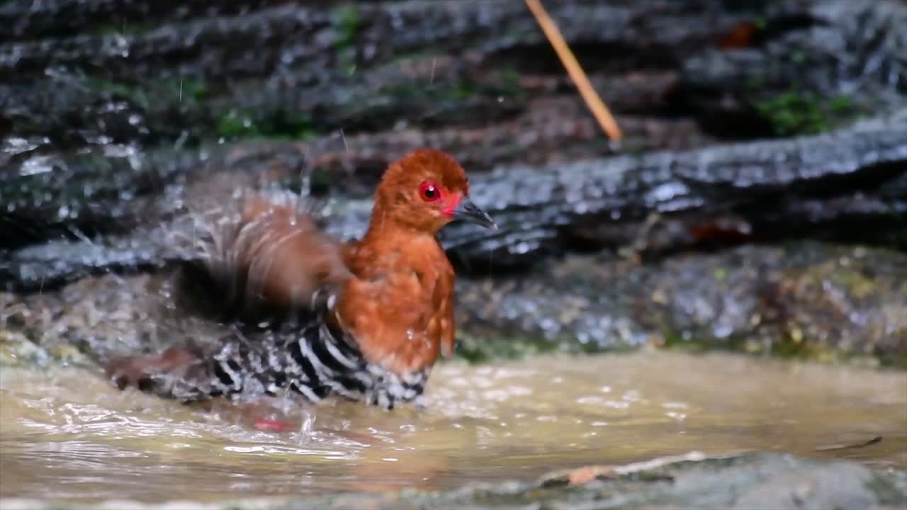 Un uccello acquatico schivo che si trova in Thailandia, a cui piace stare nel sottobosco, specialmente nell'erba fitta, così quando minacciato può nascondersi subito