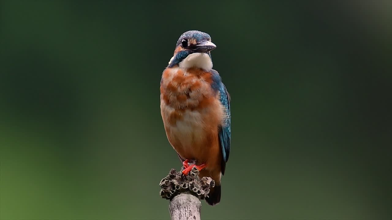 Questo martin pescatore comune era così amichevole che mi ha permesso di avvicinarmi molto mentre realizzavo queste riprese