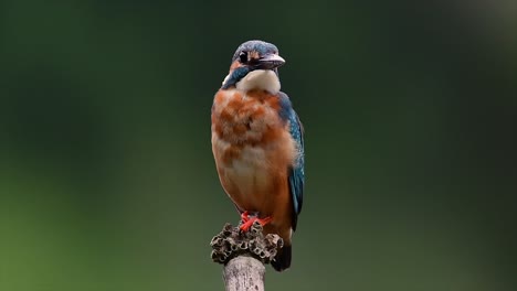 this common kingfisher was so friendly that it allowed me to come very close as i took this footage