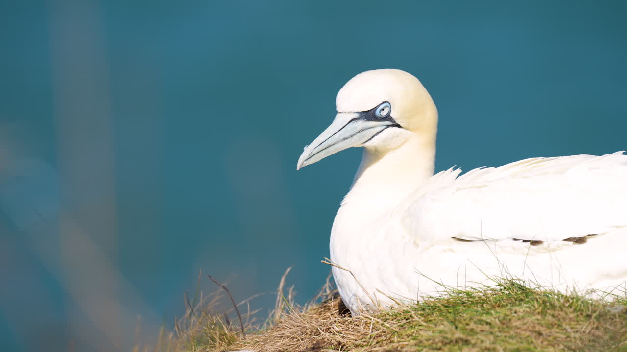 Nærbilde av en havsule som hekker på Bempton-klippene på kysten av North Yorkshire i England
