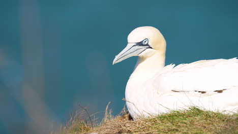 在英國北約克郡海岸的bempton cliffs上筑巢的北方海<unk>