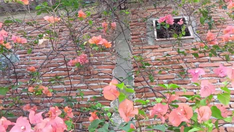 las flores rojas silvestres son sopladas por la brisa por la mañana