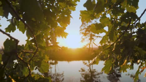 sunset over a tranquil lake, framed by trees