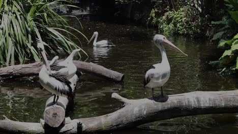 pelicans standing on logs above pond in tropical wildlife habitat