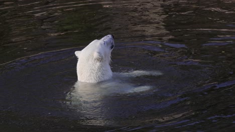 Polar-bear-(Ursus-maritimus)-is-a-hypercarnivorous-bear-whose-native-range-lies-largely-within-the-Arctic-Circle,-encompassing-the-Arctic-Ocean,-its-surrounding-seas-and-surrounding-land-masses.