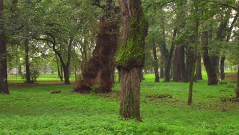 Late-Spring-In-Hoia-Forest-In-Cluj-Napoca,-Romania---Beautiful-Green-Landscape-Of-Old-Big-Trees-With-Grass-Covered-Ground---Medium-Shot