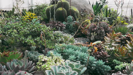 Explore-a-vibrant-paradise-of-diverse-succulents,-showcasing-their-unique-beauty-and-low-maintenance-charm