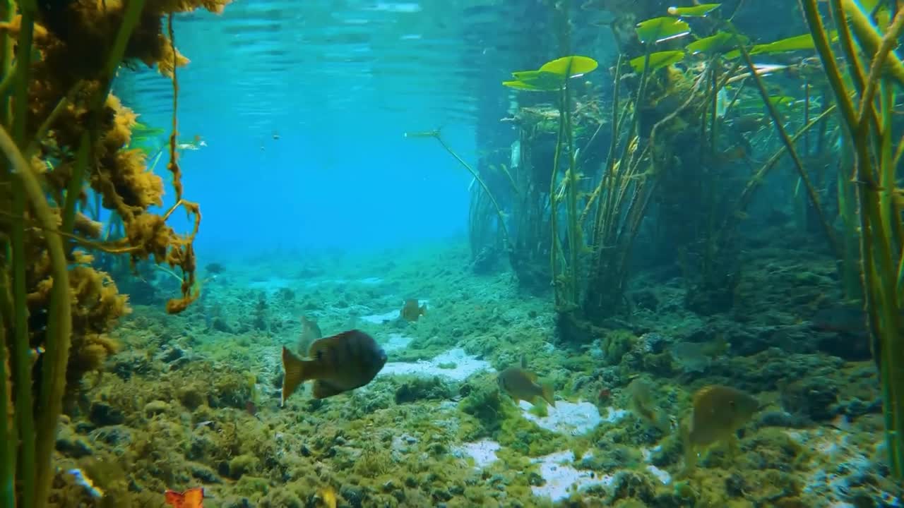 Underwater nature scene with vibrant water vegetation in Florida springs. Moving over algae, aquatic plants underwater while fish swim by, freshwater wildlife. Clear water with filtering sunlight.