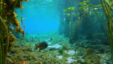 underwater nature scene with vibrant water vegetation in florida springs. moving over algae, aquatic plants underwater while fish swim by, freshwater wildlife. clear water with filtering sunlight.