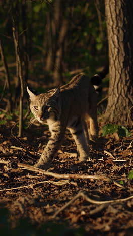 bobcat in the forest