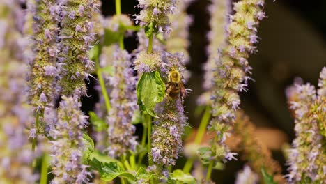 Plantas-De-Flores-De-Hisopo-De-Anís-Con-Abejorros-Y-Abejas-Melíferas-Polinizando-Todo-El-Camino-Desde-La-Parte-Inferior-De-La-Planta-Hasta-La-Parte-Superior-Y-Alrededor,-En-Un-Tiro-Semicerrado-Amplio