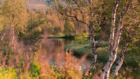 the narrow river flowing through the autumnal forest