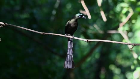 perched on a vine while looking towards right side of the frame during a windy moment in the forest, racket-tailed treepie crypsirina temia, thailand