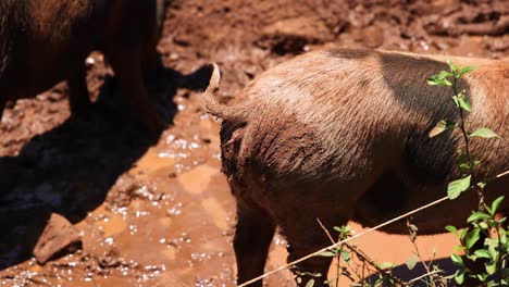 un cerdo se mueve a través de agua fangosa.