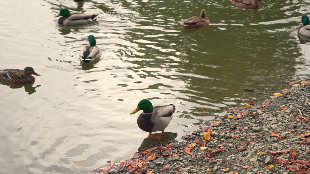 Piccolo gruppo di anatre in acqua bassa sulla riva del fiume.