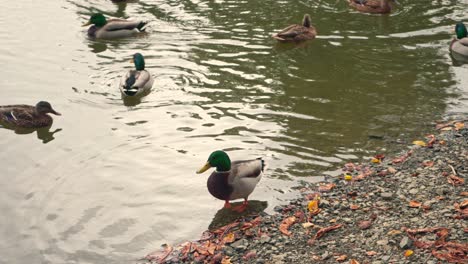 Kleine-Gruppe-Enten-Im-Seichten-Wasser-Am-Flussufer