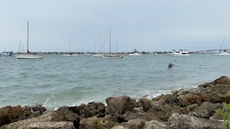 Un-Puerto-Lleno-De-Barcos-De-Pesca-Y-Pelícanos-Pescando-Cerca-De-La-Costa-Rocosa