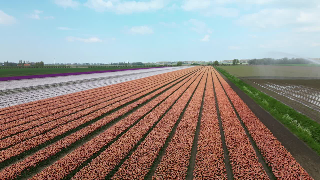 Drone's eye view: stunning aerial shots of Tulip Fields