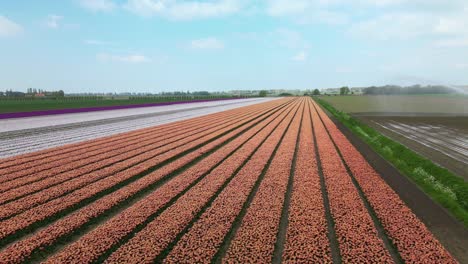 vista con el ojo de un avión no tripulado: impresionantes tomas aéreas de campos de tulipanes