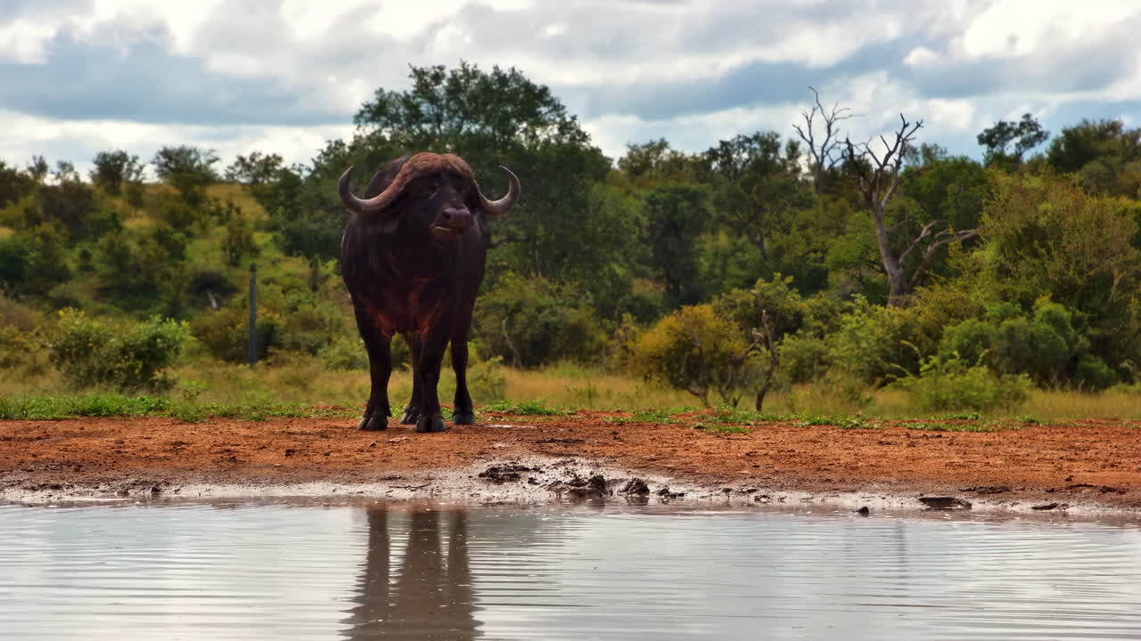 Um búfalo-do-cabo selvagem reflete-se em um bebedouro na savana africana