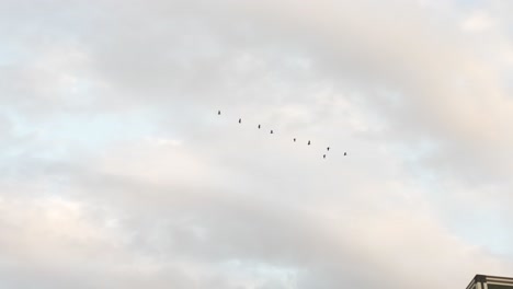 looking up at sillhouute of birds flying against light clouds