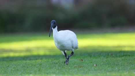 un ibis caminando por la hierba en melbourne