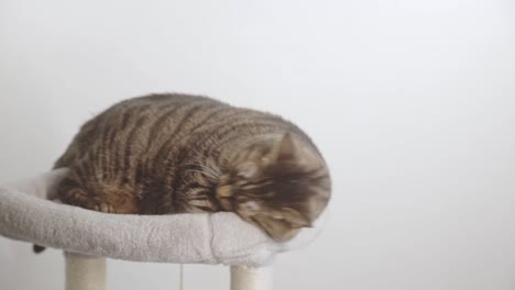 lindo gato tabby acostado en el poste de rascado en el estudio