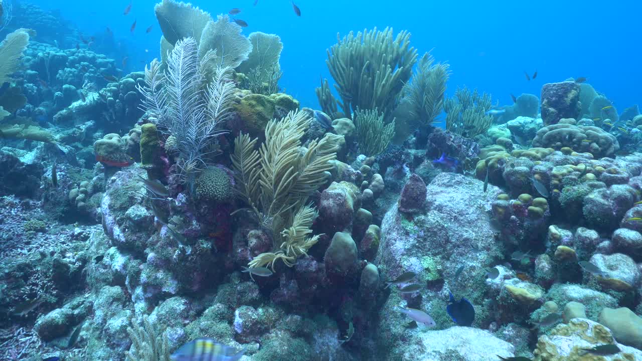 Hard and soft corals create a vibrant mosaic in clear, shallow Caribbean waters, with small colorful fish darting through crevices and illuminating the reef
