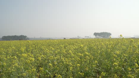 芥末花在广<unk>的田野里开花