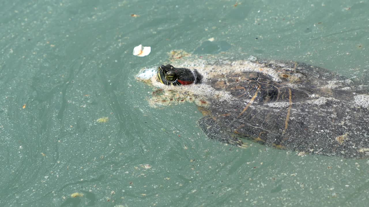 거북이가 더럽고 오염된 물에