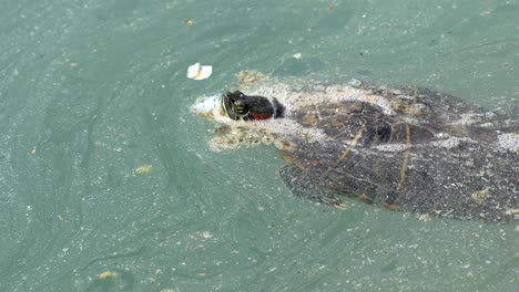 tortuga en agua sucia y contaminada