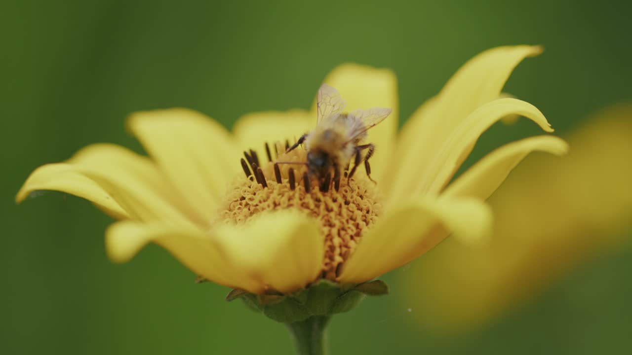 primer plano de abeja polinizando margarita amarilla floral