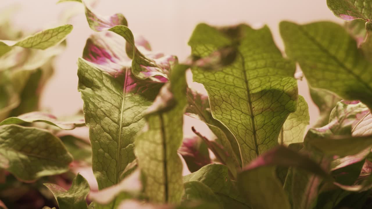 una fotografía de cerca con la planta de helecho de cocodrilo
