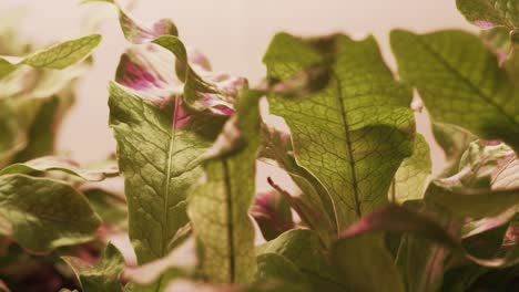 una fotografía de cerca con la planta de helecho de cocodrilo