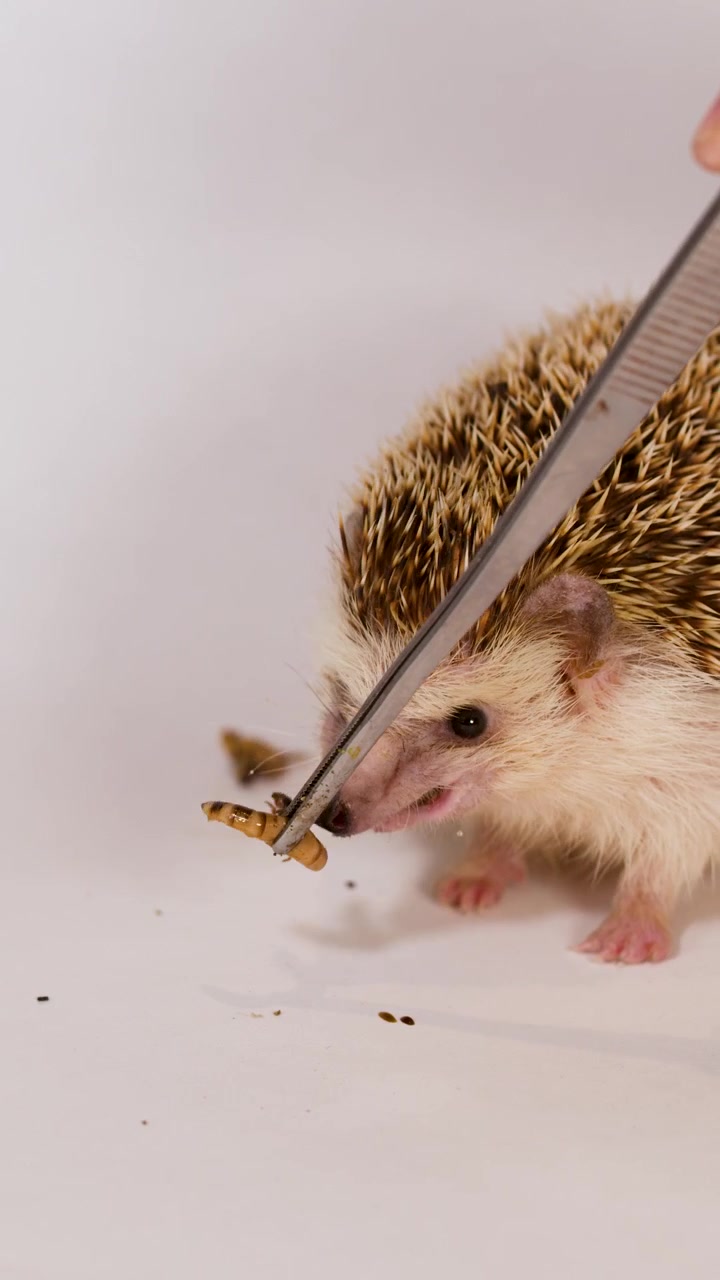 Un riccio pigmeo africano domestico mangia una larva di verme della farina da pinzette di metallo su sfondo bianco