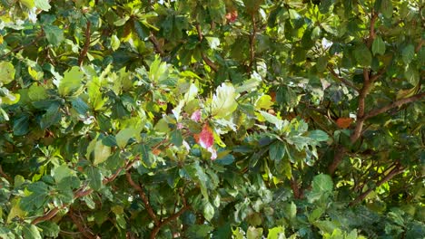 leaves and branches moving gently in the breeze