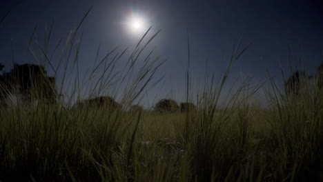 moonlight grassland