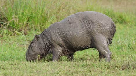 capybara covered in mud grazing on grass in swampland habitat