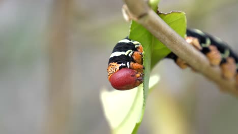 Eine-Schöne-Raupe,-Die-Ein-Blatt-Isst