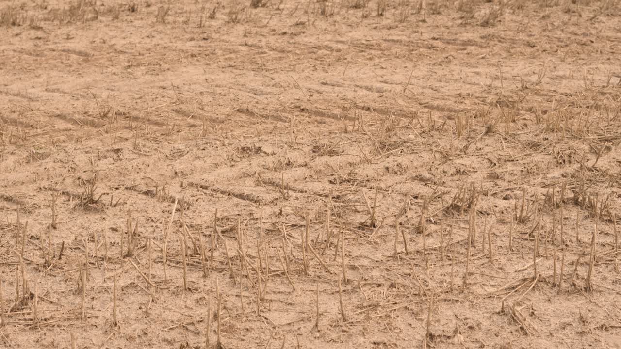 Slow Pan Up Over Field of Dead Crops on Dry Ground Soil Due to Drought on Rural Agricultural Farmland. Effect of No Rain on Landscape Due to Climate Change and Global Warming Weather Shifts.