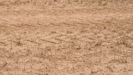 slow pan up over field of dead crops on dry ground soil due to drought on rural agricultural farmland. effect of no rain on landscape due to climate change and global warming weather shifts.