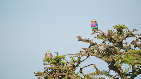 Lilac-Breasted-Roller-Bird-Perching-on-Bush-in-Africa,-African-Birds-Perching-on-Perch-on-a-Branch,-Branches-of-Bushes-on-Wildlife-Safari-in-Masai-Mara,-Kenya,-Maasai-Mara-Birdlife