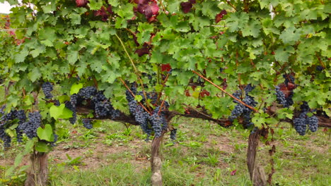 red grapes in vineyard agriculture organic field, ripe grapevine ready for harvest