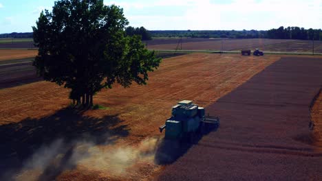 cosechadora agrícola cosechando los cultivos de cereales cerca del árbol en el campo rural en verano