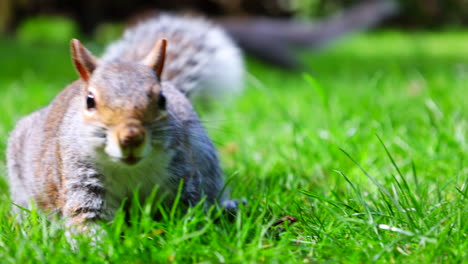 Schnüffelndes-Graues-Eichhörnchen-Kommt-Auf-Die-Kamera-Zu,-Um-Einen-Genaueren-Blick-Darauf-Zu-Werfen